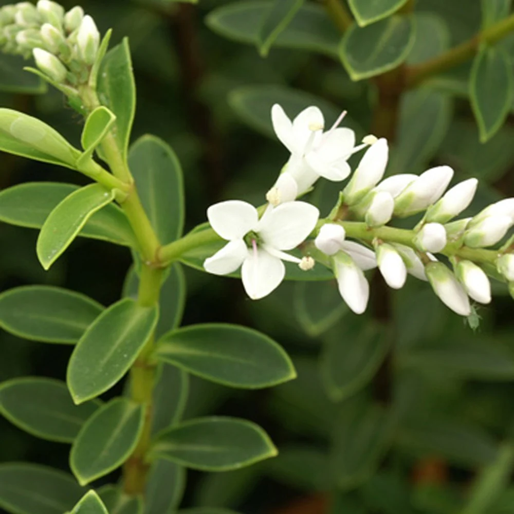 Véronique arbustive – Image 3