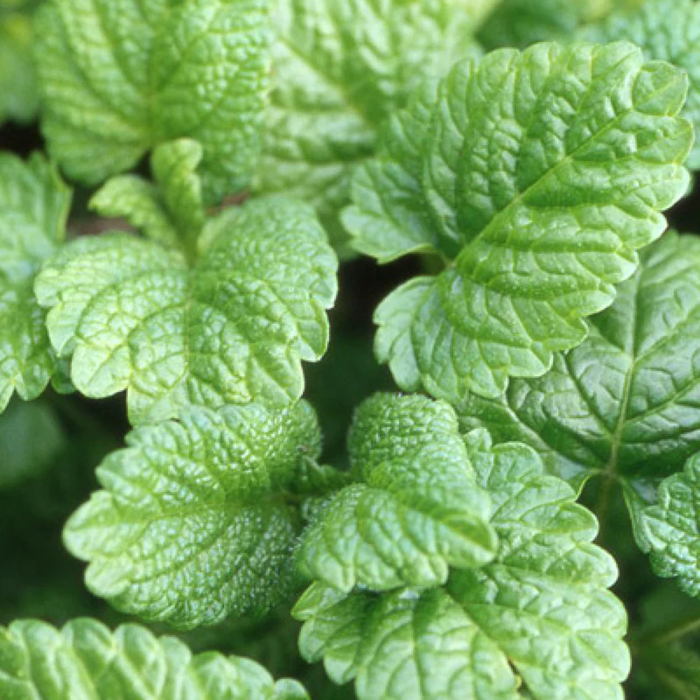 Mélisse officinale – Image 2