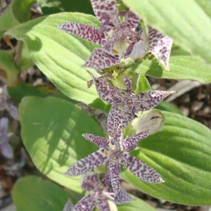 Lis Orchidée - Tricyrtis hirta Miyazaki