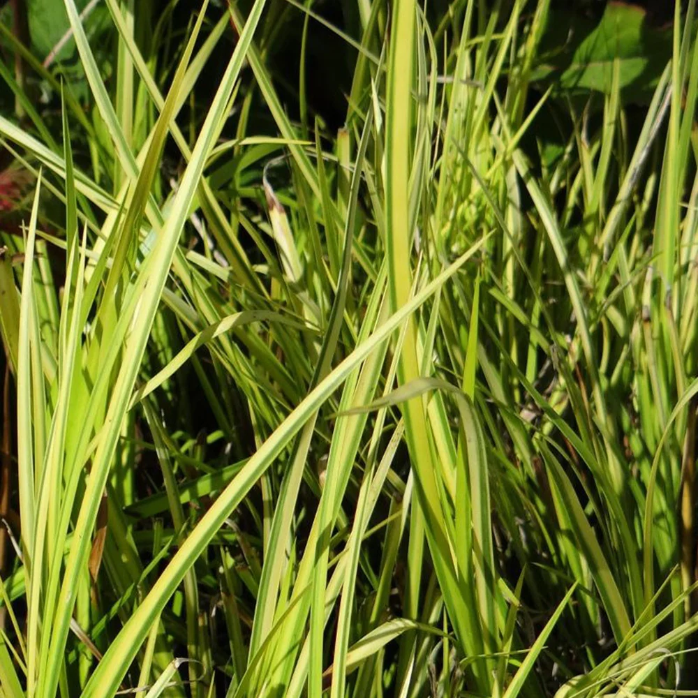 Acore graminée 'Ogon' – Image 6