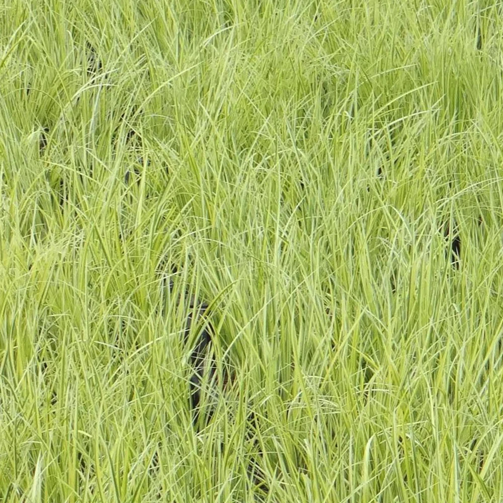 Acore graminée 'Ogon' – Image 8