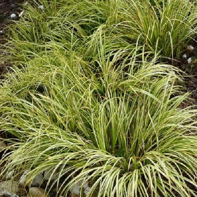 Acore graminée 'Ogon' – Image 3