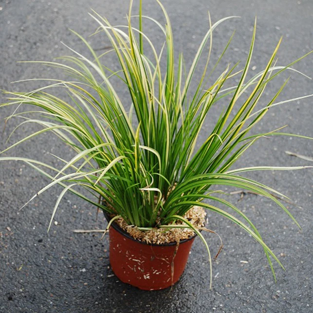 Acore graminée 'Ogon' – Image 7