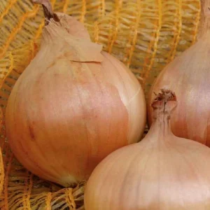 Oignon jaune Sturon Bio