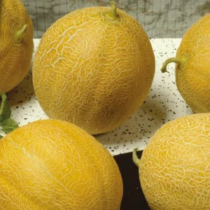 Melon sucrin Outdoor Wonder F1