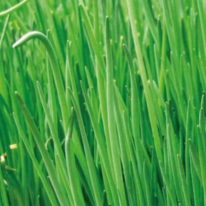 Ciboulette grosse feuilles Staro Bio