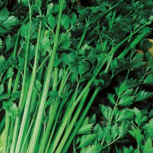 Céleri vivace à couper Bio