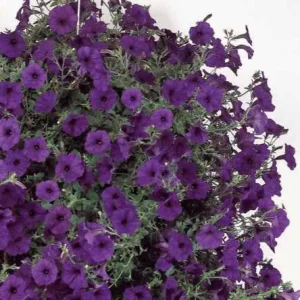 Pétunia retombant Wave Bleu F1