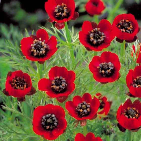 Adonis d'été Deep Red – Image 2