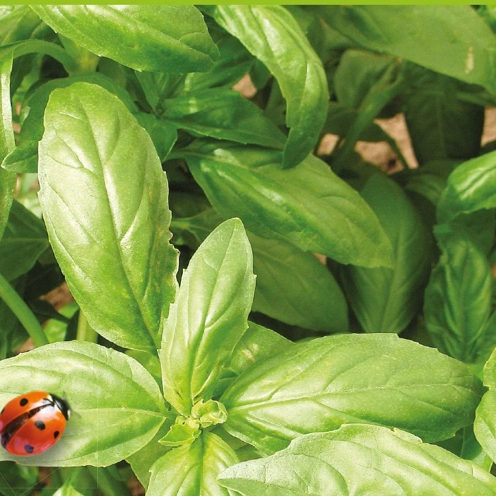 Basilic amélioration de Genovese Bio – Image 4