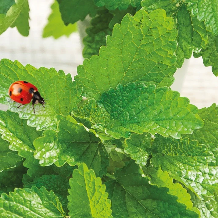 Mélisse citronnelle bio – Image 4