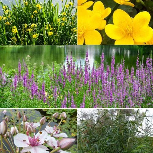 5 plantes de bassin et de berge indigènes en mélange – Image 2