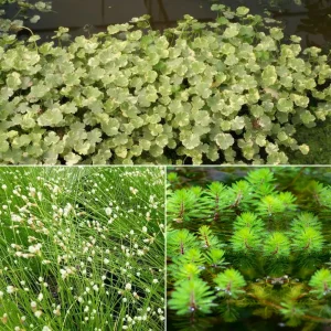 3 plantes oxygénantes en mélange