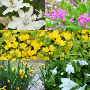 5 plantes de bassin à fleurs en mélange