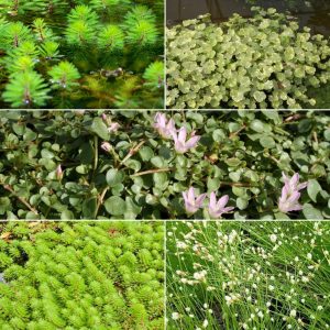 5 plantes de bassin oxygénantes en mélange