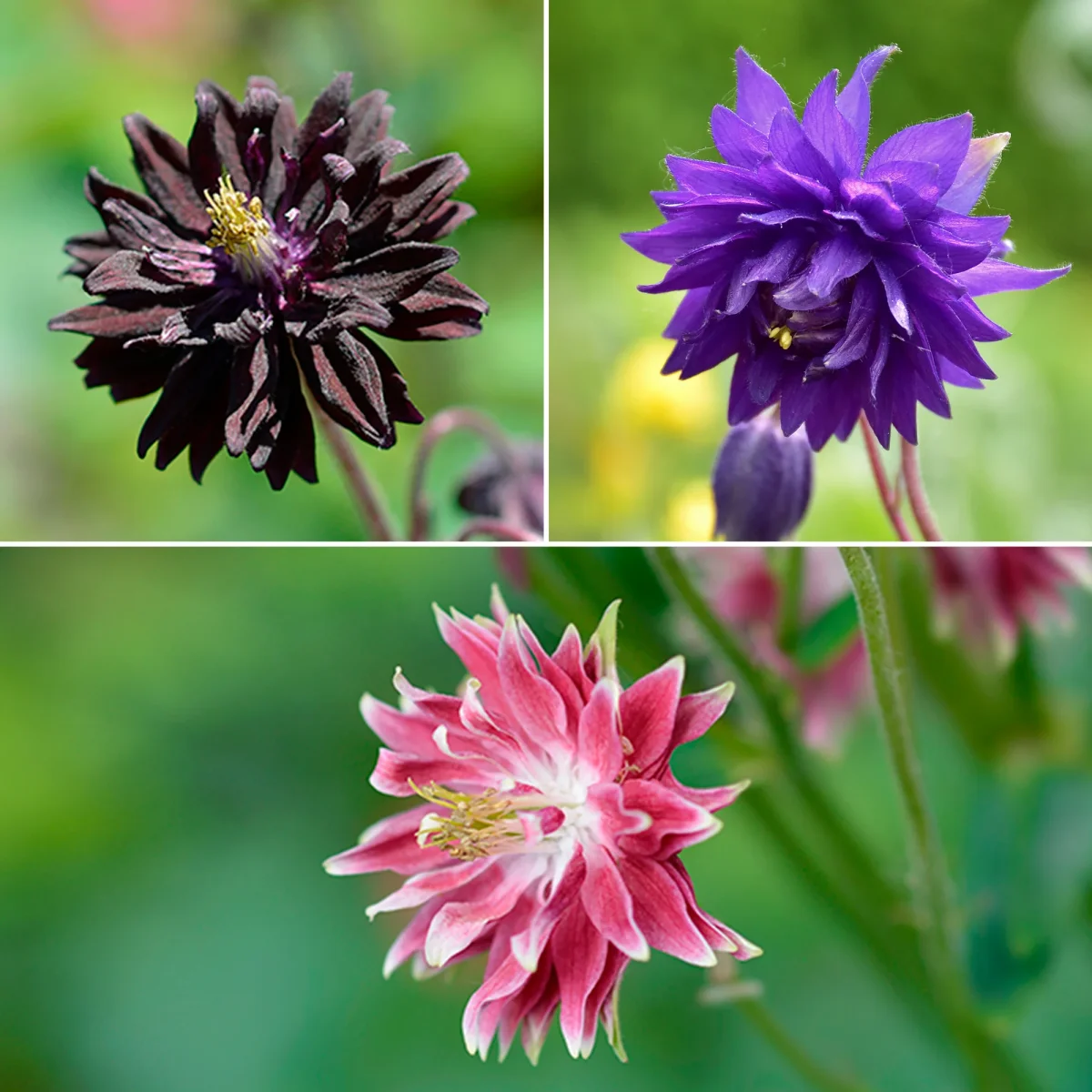 3 Ancolies Barlow en mélange