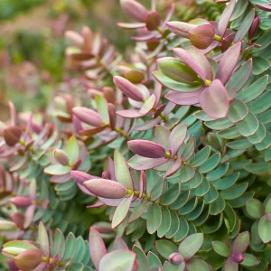 Véronique albicans Red Edge