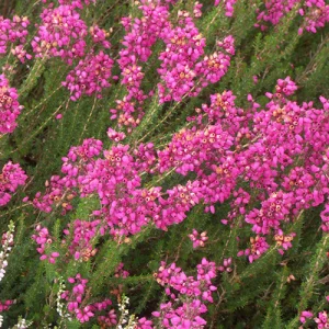 Bruyère cendrée C.D. Eason