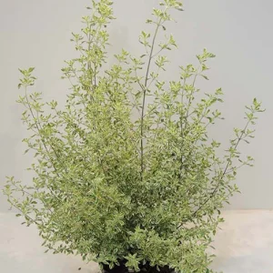 Menthe Australienne panachée