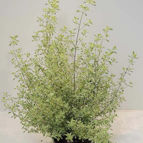 Menthe Australienne panachée