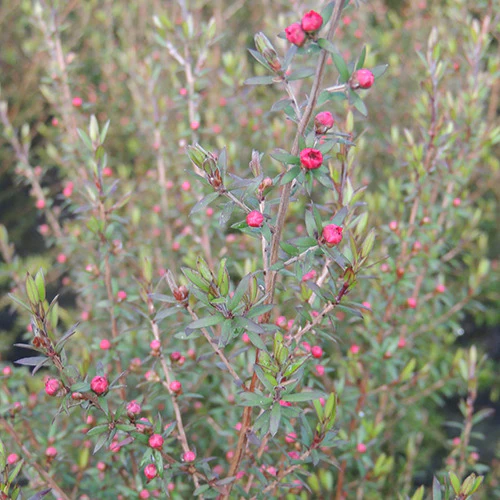 Arbre à thé Ruby Glow – Image 2