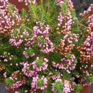 Bruyère vagabonde St Keverne