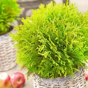 Thuya du Canada Mirjam