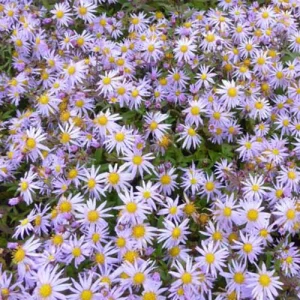 Marguerite d'automne Eleven Purple