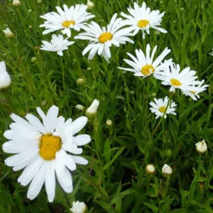 Marguerite d'été Polaris