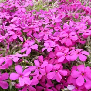 3 Phlox nain de Douglas Crackerjack