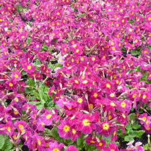 3 Primevère tapissante du Caucase Ideaal