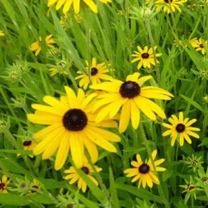 3 Rudbeckia speciosa