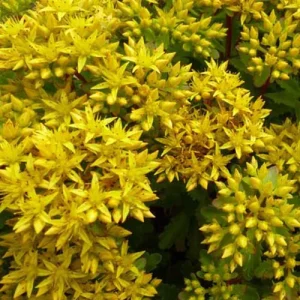 3 Sedum Immergrünchen