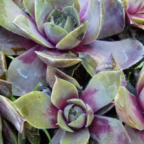 3 Joubarbes Othello - Sempervivum – Image 2