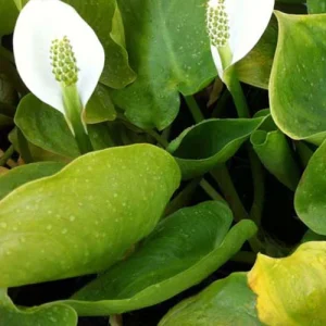 Arum d'eau