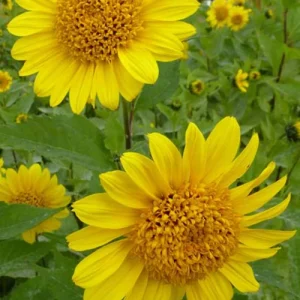 Tournesol vivace Capenoch Star