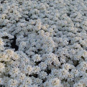 3 Corbeilles d'argent Fischbeck - Iberis