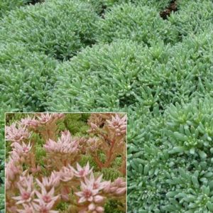 3 Sedum d'Espagne