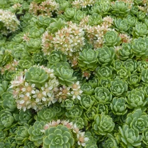 Sedum pachyclados