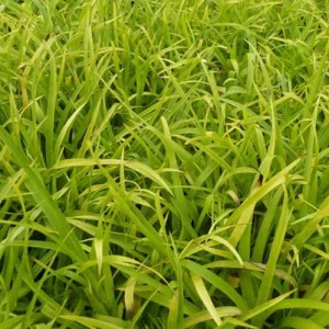 Luzule des bois Solar Flare