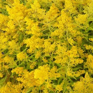 Solidago Golden Mosa