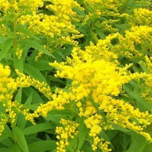 3 Solidago Strahlenkrone