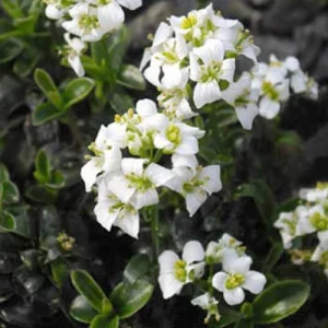 Arabette fausse corbeille d'argent