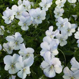 Violette cornue Icy but Spicy