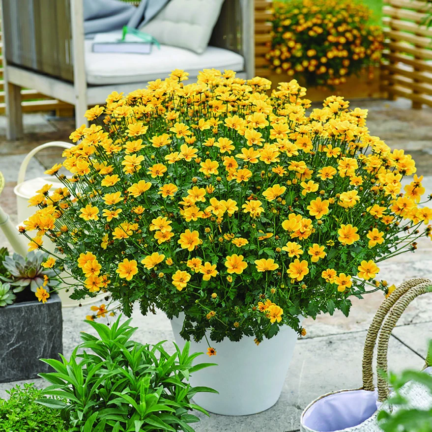 3 Bidens à feuilles de férule