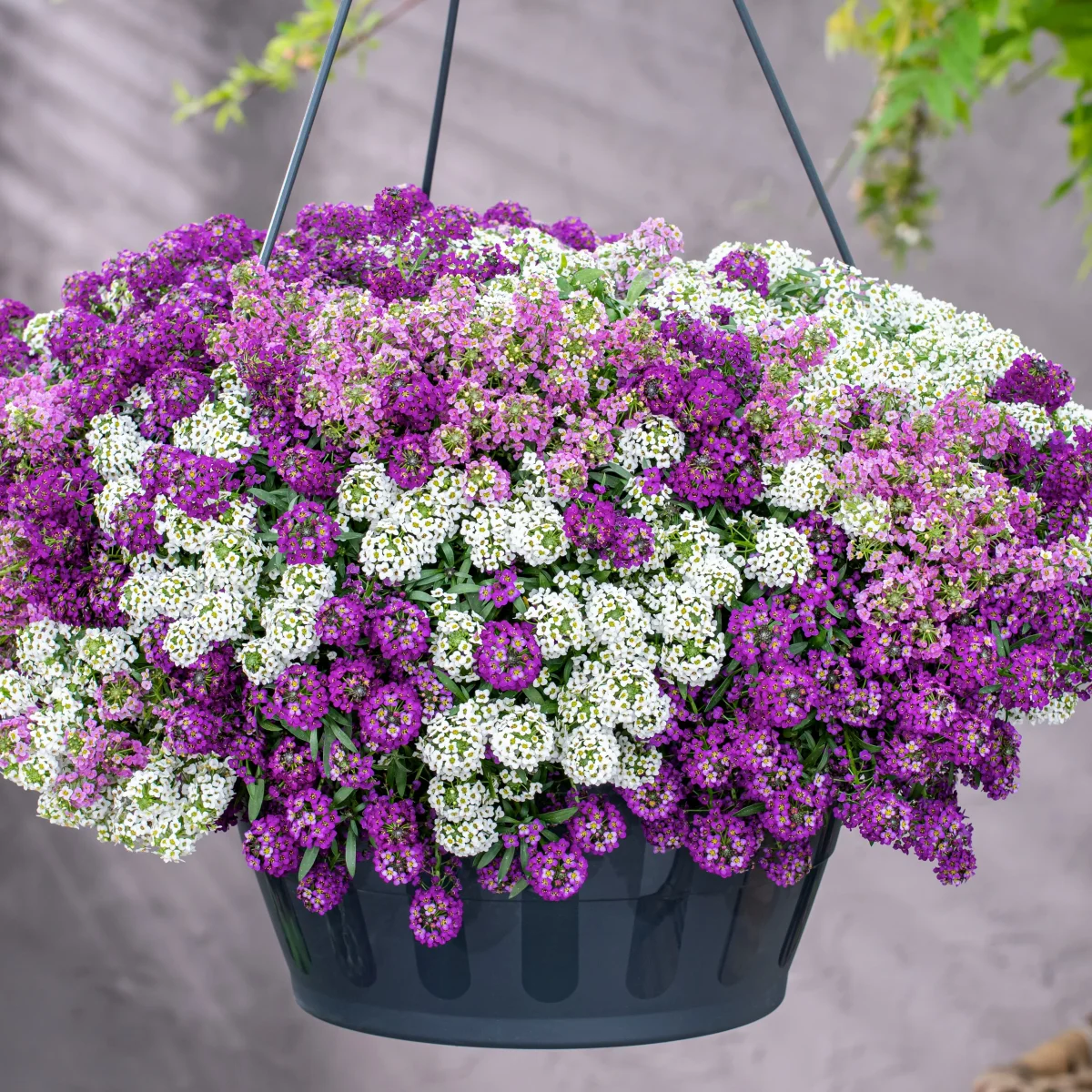 3 Alysses odorants retombants – Image 2