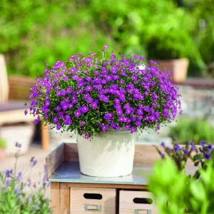 3 Brachyscomes Magenta