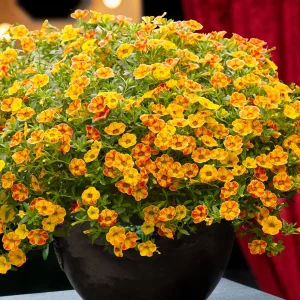 3 Mini-pétunias jaunes/rouges