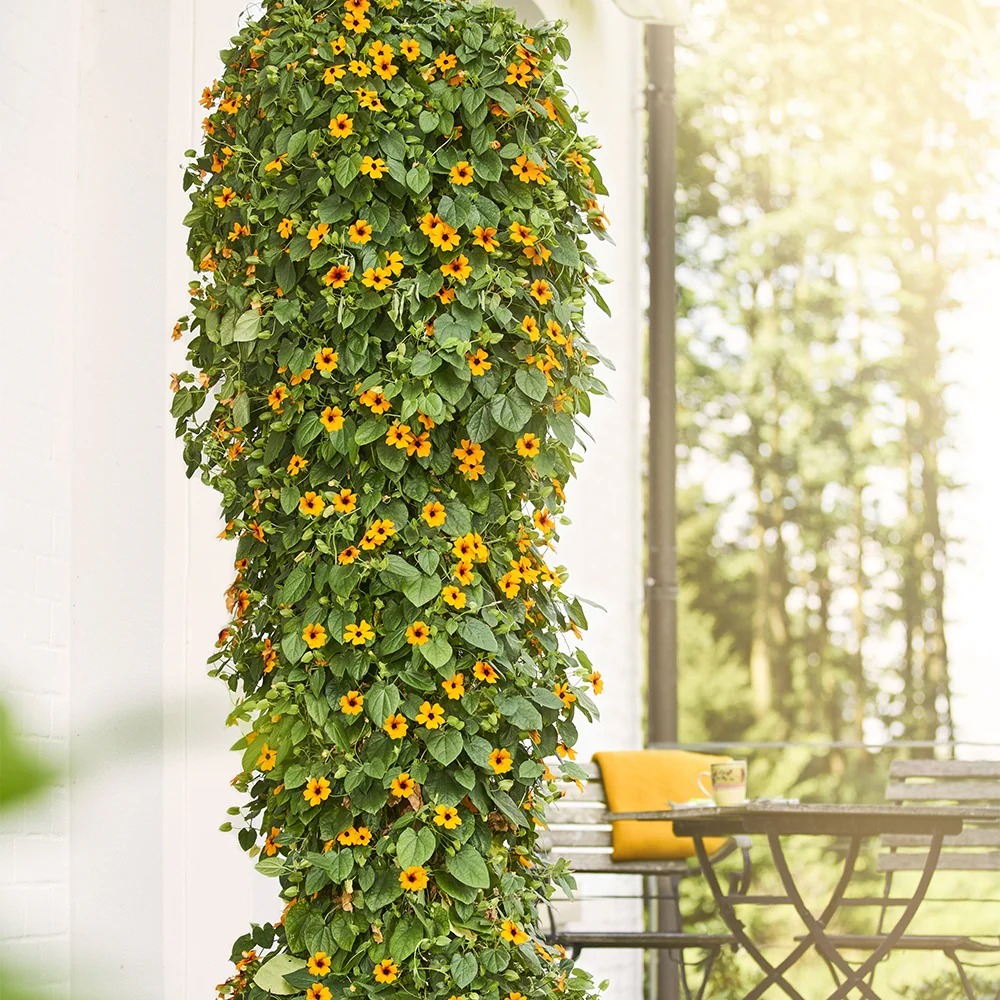 Suzanne orange aux yeux noirs – Image 4