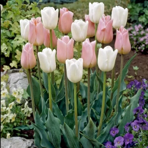 10 Tulipes Sweet candy en mélange